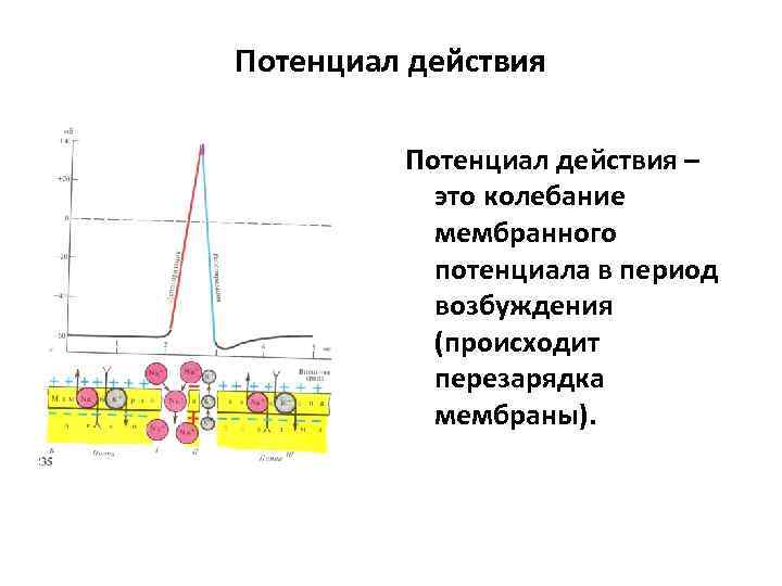 Период возбудимости. Разобщение мембранного потенциала. Мембранный потенциал. Мембранный потенциал картинки. Виды мембранного потенциала.