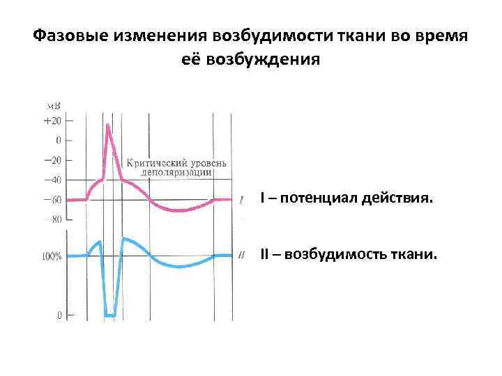 Фазовые изменения возбудимости ткани во время её возбуждения І – потенциал действия. ІІ –