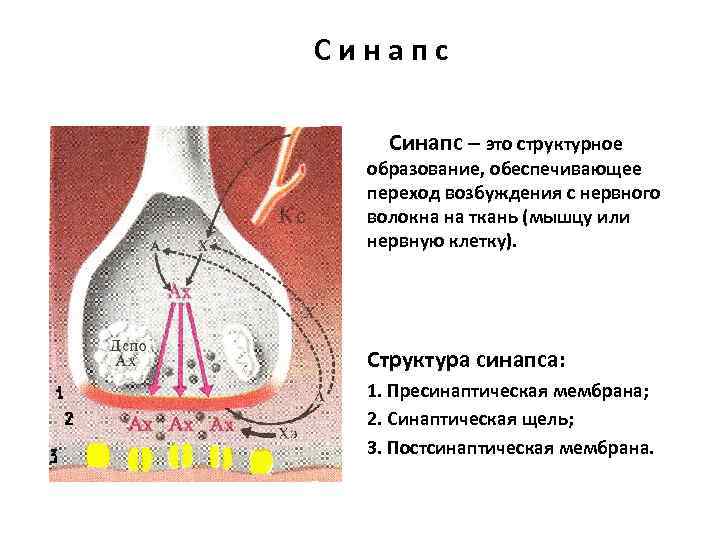 Синапс – это структурное образование, обеспечивающее переход возбуждения с нервного волокна на ткань (мышцу