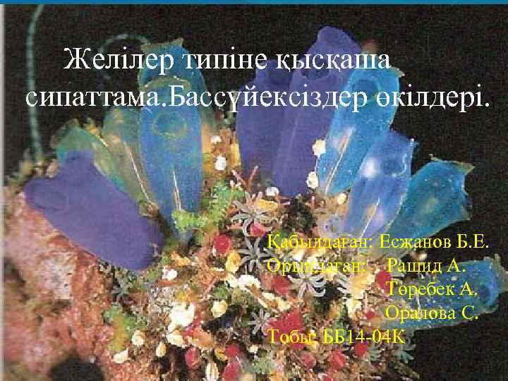  Желілер типіне қысқаша сипаттама. Бассүйексіздер өкілдері. Қабылдаған: Есжанов Б. Е. Орындаған: Рашид А.