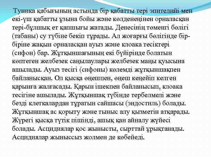  Туника қабығының астында бір қабатты тері эпителийі мен екі-үш қабатты ұзына бойы және