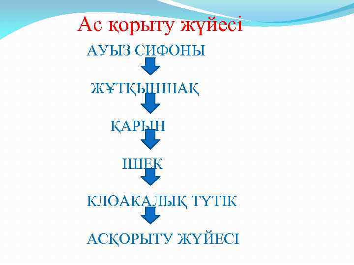  Ас қорыту жүйесі АУЫЗ СИФОНЫ ЖҰТҚЫНШАҚ ҚАРЫН ІШЕК КЛОАКАЛЫҚ ТҮТІК АСҚОРЫТУ ЖҮЙЕСІ 