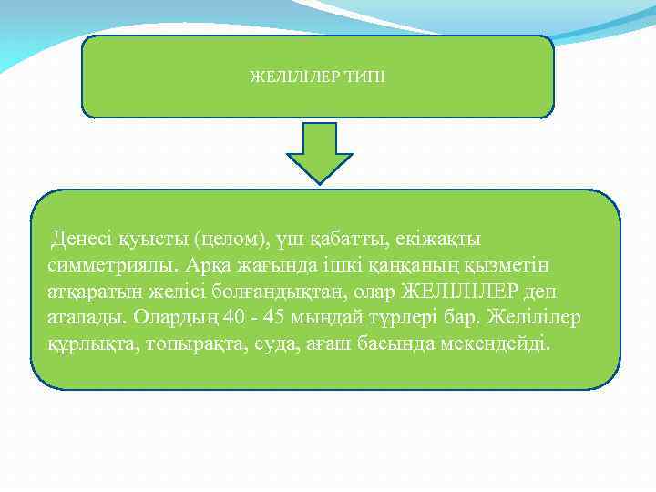 ЖЕЛІЛІЛЕР ТИПІ Денесі қуысты (целом), үш қабатты, екіжақты симметриялы. Арқа жағында ішкі қаңқаның қызметін