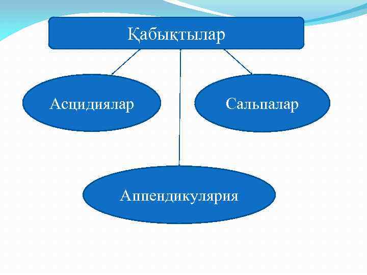 Қабықтылар Асцидиялар Сальпалар Аппендикулярия 