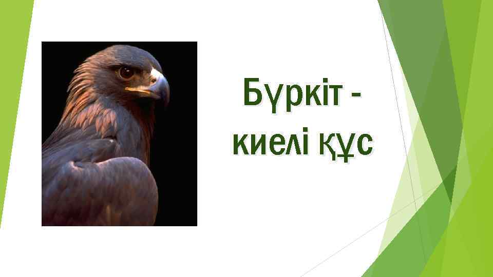 Бүркіт киелі құс 