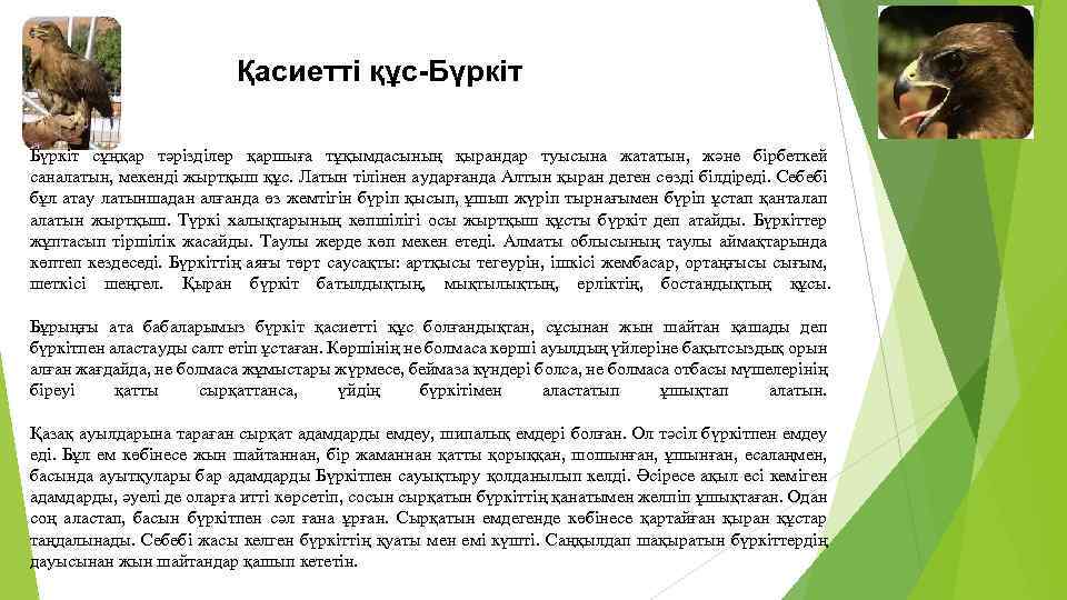 Қасиетті құс-Бүркіт сұңқар тәрізділер қаршыға тұқымдасының қырандар туысына жататын, және бірбеткей саналатын, мекенді жыртқыш