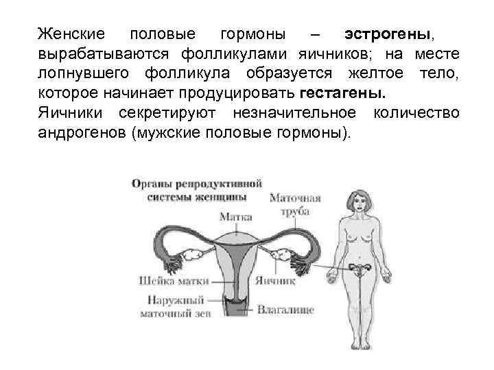 Женские половые гормоны – эстрогены, вырабатываются фолликулами яичников; на месте лопнувшего фолликула образуется желтое