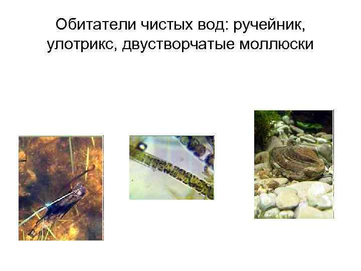 Обитатели чистых вод: ручейник, улотрикс, двустворчатые моллюски 