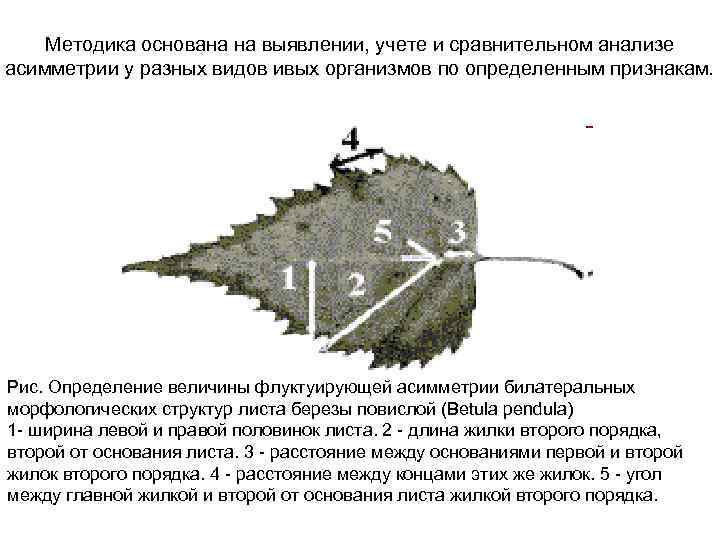 Методика основана на выявлении, учете и сравнительном анализе асимметрии у разных видов ивых организмов