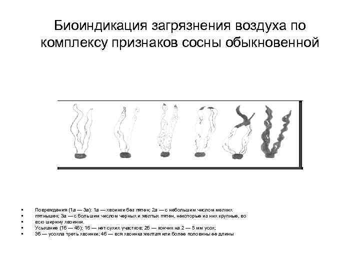 Биоиндикация загрязнения воздуха по комплексу признаков сосны обыкновенной • • • Повреждения (1 а