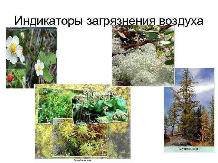 Индикаторы загрязнения воздуха 