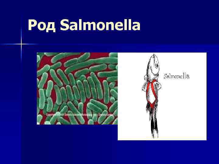 Род Salmonella 