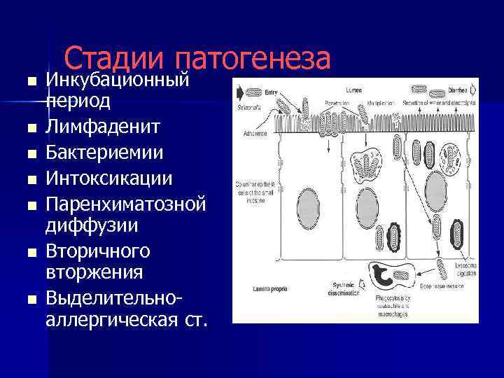 n n n n Стадии патогенеза Инкубационный период Лимфаденит Бактериемии Интоксикации Паренхиматозной диффузии Вторичного