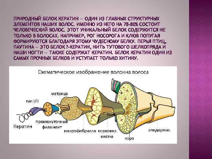 ПРИРОДНЫЙ БЕЛОК КЕРАТИН — ОДИН ИЗ ГЛАВНЫХ СТРУКТУРНЫХ ЭЛЕМЕНТОВ НАШИХ ВОЛОС. ИМЕННО ИЗ НЕГО