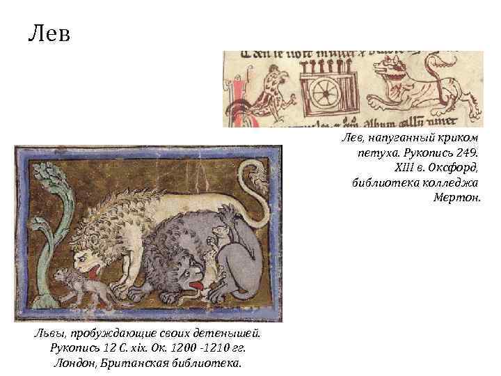 Лев Лев, напуганный криком петуха. Рукопись 249. XIII в. Оксфорд, библиотека колледжа Мертон. Львы,