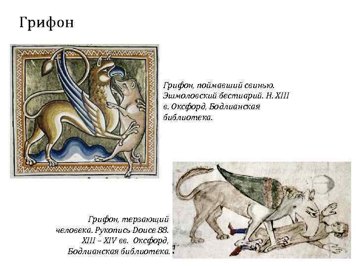 Грифон, поймавший свинью. Эшмоловский бестиарий. Н. XIII в. Оксфорд, Бодлианская библиотека. Грифон, терзающий человека.
