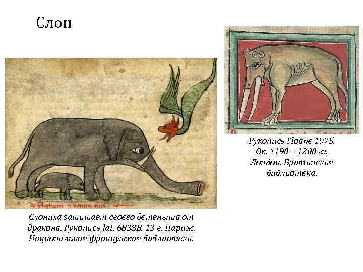 Слон Рукопись Sloane 1975. Ок. 1190 – 1200 гг. Лондон, Британская библиотека. Слониха защищает