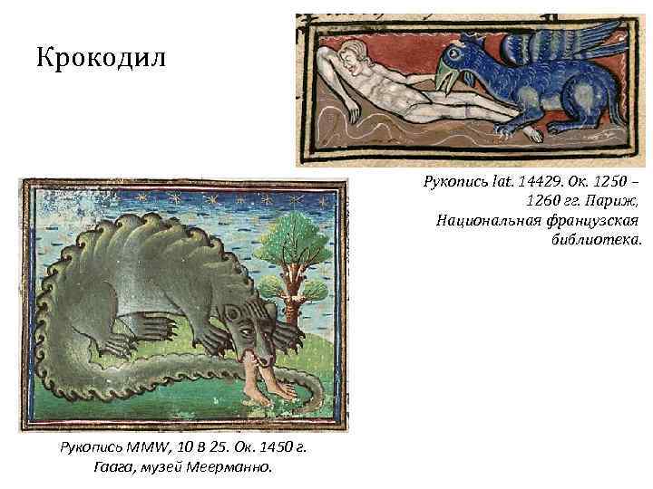 Крокодил Рукопись lat. 14429. Ок. 1250 – 1260 гг. Париж, Национальная французская библиотека. Рукопись