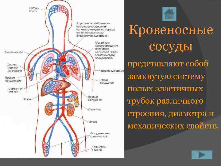 Кровеносные сосуды представляют собой замкнутую систему полых эластичных трубок различного строения, диаметра и механических