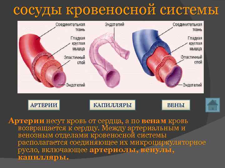 сосуды кровеносной системы АРТЕРИИ КАПИЛЛЯРЫ ВЕНЫ Артерии несут кровь от сердца, а по венам