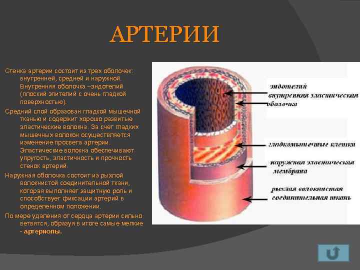 АРТЕРИИ Стенка артерии состоит из трех оболочек: внутренней, средней и наружной. Внутренняя оболочка –эндотелий