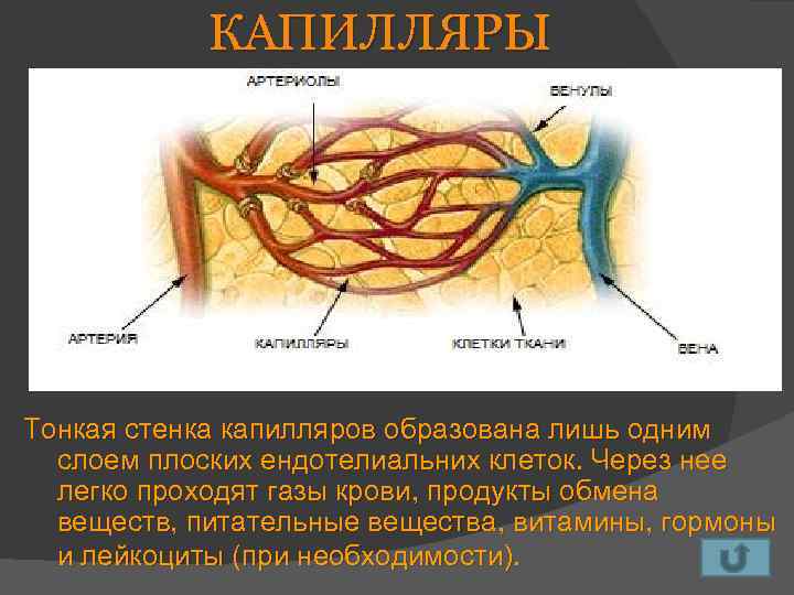 КАПИЛЛЯРЫ Тонкая стенка капилляров образована лишь одним слоем плоских ендотелиальних клеток. Через нее легко