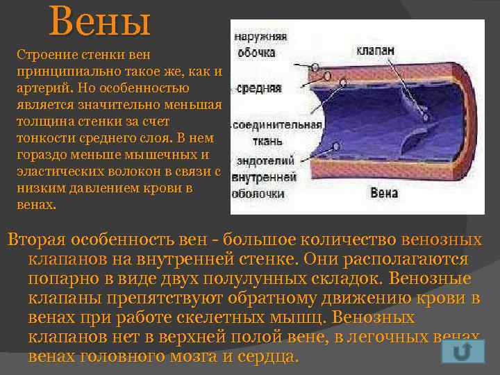 Вены Строение стенки вен принципиально такое же, как и артерий. Но особенностью является значительно