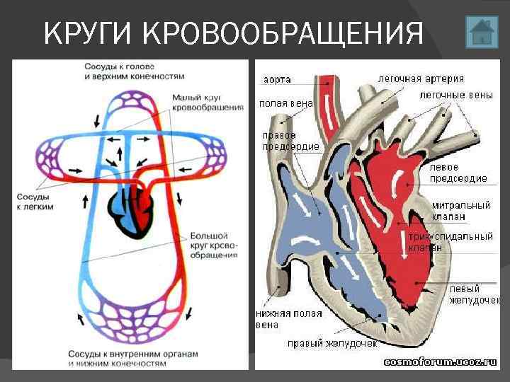 КРУГИ КРОВООБРАЩЕНИЯ 