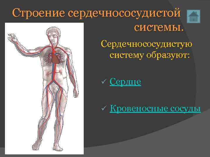 Строение сердечнососудистой системы. Сердечнососудистую систему образуют: ü Сердце ü Кровеносные сосуды 