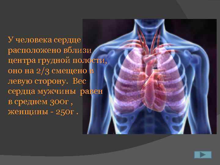 У человека сердце расположено вблизи центра грудной полости, оно на 2/3 смещено в левую