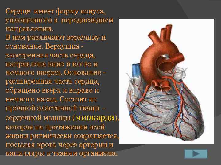 Сердце имеет форму конуса, уплощенного в переднезаднем направлении. В нем различают верхушку и основание.