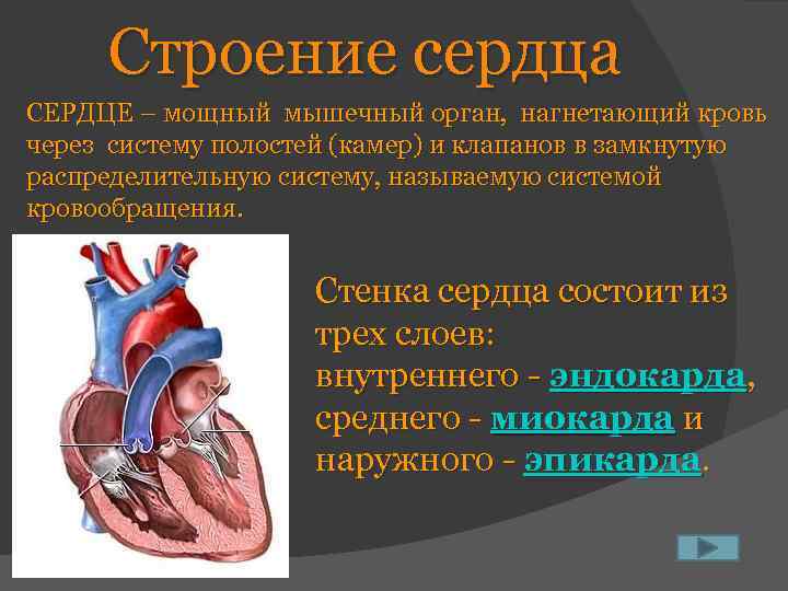 Строение сердца СЕРДЦЕ – мощный мышечный орган, нагнетающий кровь через систему полостей (камер) и