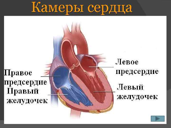 Камеры сердца 