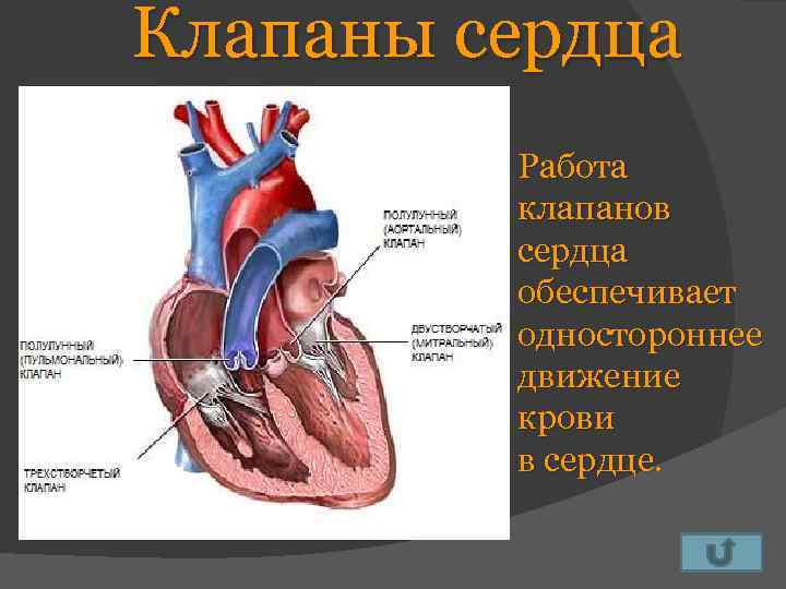 Клапаны сердца Работа клапанов сердца обеспечивает одностороннее движение крови в сердце. 