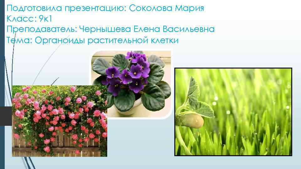 Подготовила презентацию: Соколова Мария Класс: 9 к 1 Преподаватель: Чернышева Елена Васильевна Тема: Органоиды