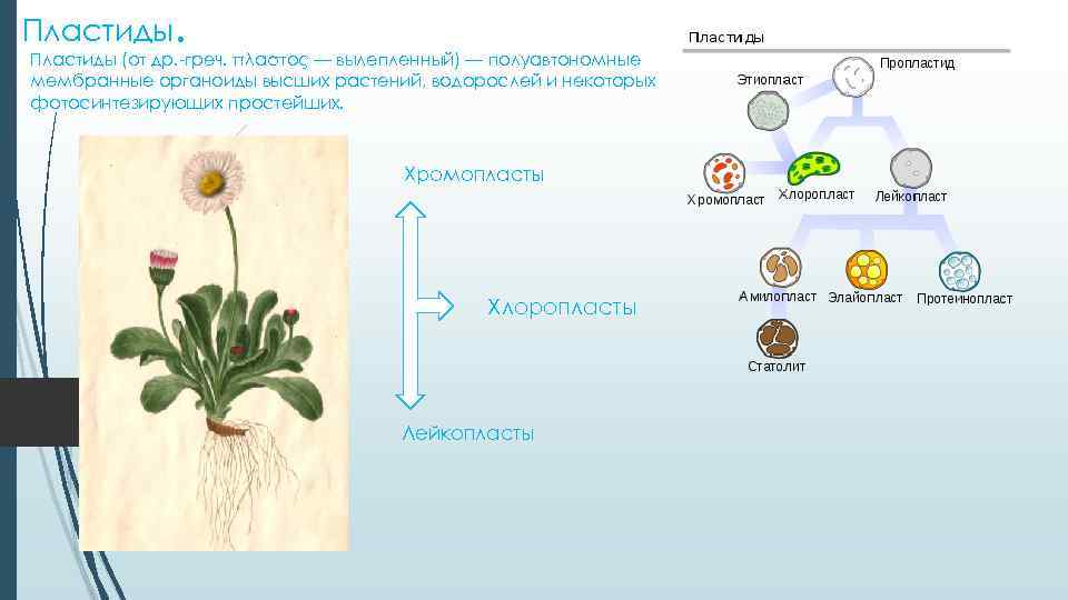 Пластиды. Пластиды (от др. -греч. πλαστоς — вылепленный) — полуавтономные мембранные органоиды высших растений,