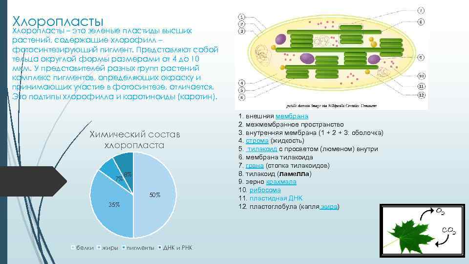 Хлоропласты – это зеленые пластиды высших растений, содержащие хлорофилл – фотосинтезирующий пигмент. Представляют собой