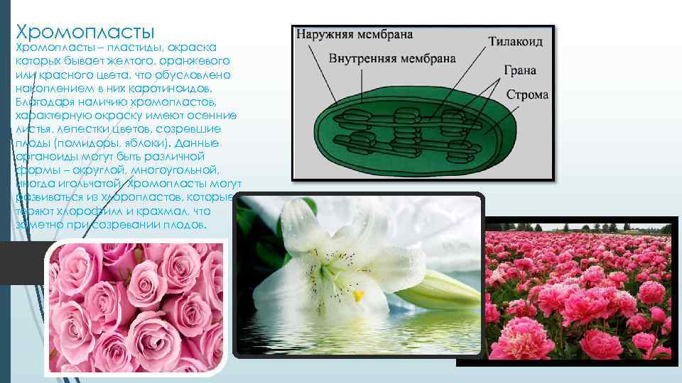 Хромопласты – пластиды, окраска которых бывает желтого, оранжевого или красного цвета, что обусловлено накоплением