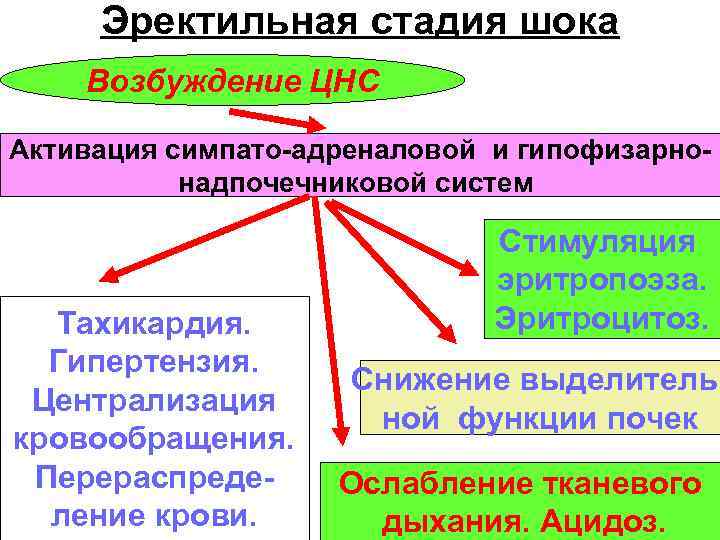 Эректильная стадия шока Возбуждение ЦНС Активация симпато-адреналовой и гипофизарнонадпочечниковой систем Тахикардия. Гипертензия. Централизация кровообращения.