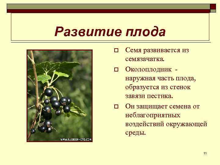 Развитие плода o o o Семя развивается из семязачатка. Околоплодник наружная часть плода, образуется