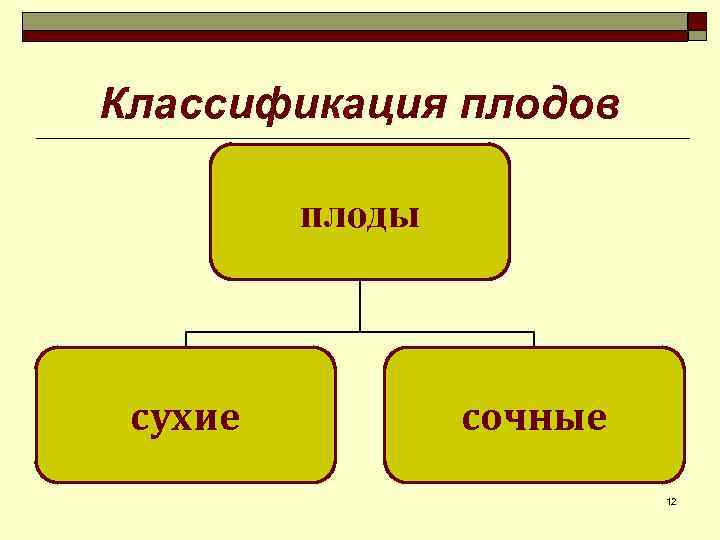 Классификация плодов плоды сухие сочные 12 