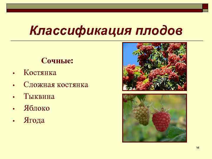 Классификация плодов • • • Сочные: Костянка Сложная костянка Тыквина Яблоко Ягода 14 