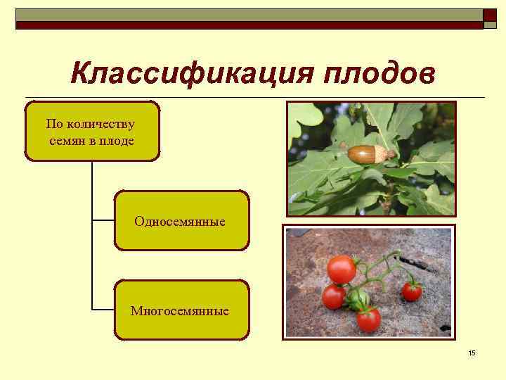 Классификация плодов По количеству семян в плоде Односемянные Многосемянные 15 