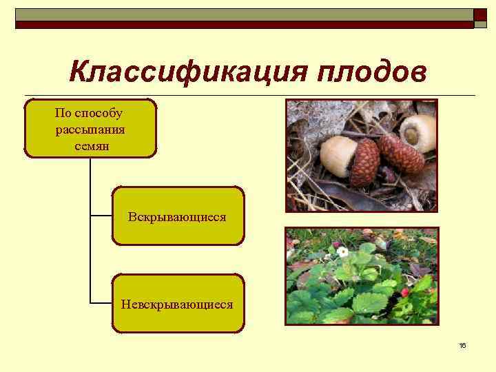 Классификация плодов По способу рассыпания семян Вскрывающиеся Невскрывающиеся 16 