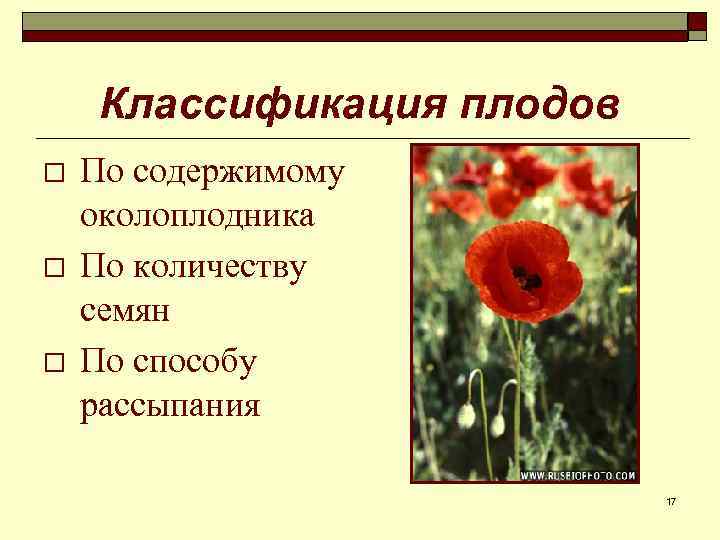 Классификация плодов o o o По содержимому околоплодника По количеству семян По способу рассыпания