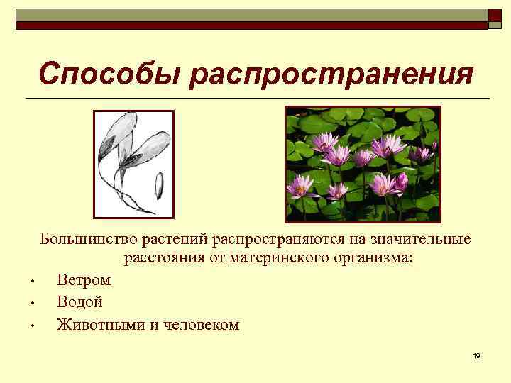 Способы распространения Большинство растений распространяются на значительные расстояния от материнского организма: • Ветром •