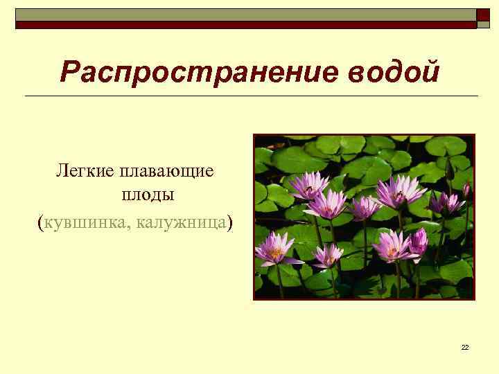 Распространение водой Легкие плавающие плоды (кувшинка, калужница) 22 