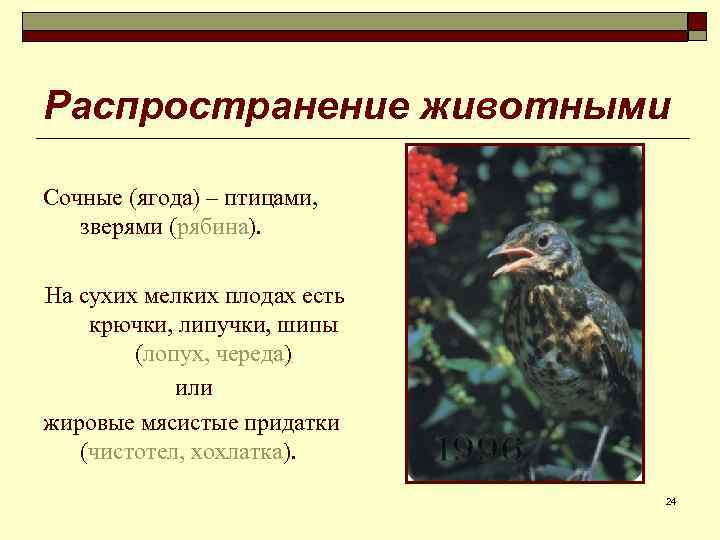 Распространение животными Сочные (ягода) – птицами, зверями (рябина). На сухих мелких плодах есть крючки,