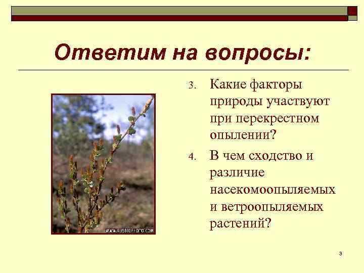 Ответим на вопросы: 3. 4. Какие факторы природы участвуют при перекрестном опылении? В чем