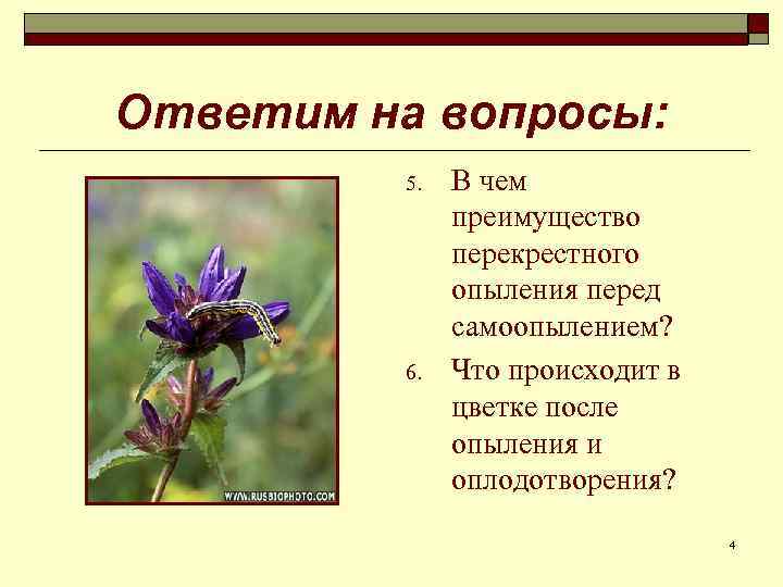 Ответим на вопросы: 5. 6. В чем преимущество перекрестного опыления перед самоопылением? Что происходит